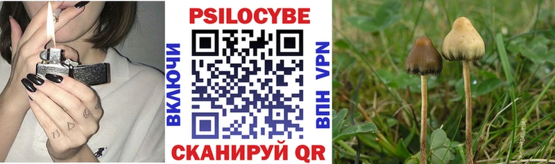 блэк спрут как войти  сколько стоит  Пыталово  Псилоцибиновые грибы прущие грибы 